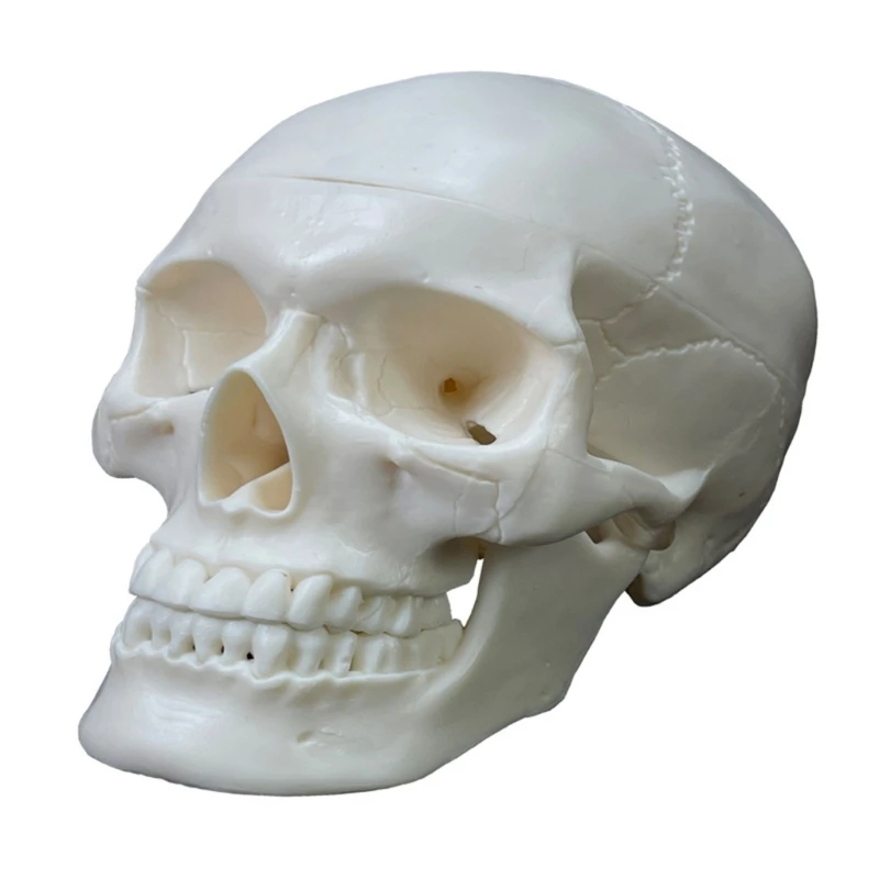 

Life Size Human Skull Model Full Set of Teeth Skeleton Head Skull Model 2 Parts D5QC