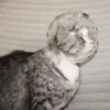 Transparent Space Cat Headcover - Breathable Pet Cat Mask, Anti-Scratch & Anti-Bite, Comfortable for Cats, 3