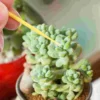 100 Pcs Indoor Disposable Potted Succulents Plants Vegetables Manual Pollination Brush Plastic Yard Fruit Tree Pollinator 2