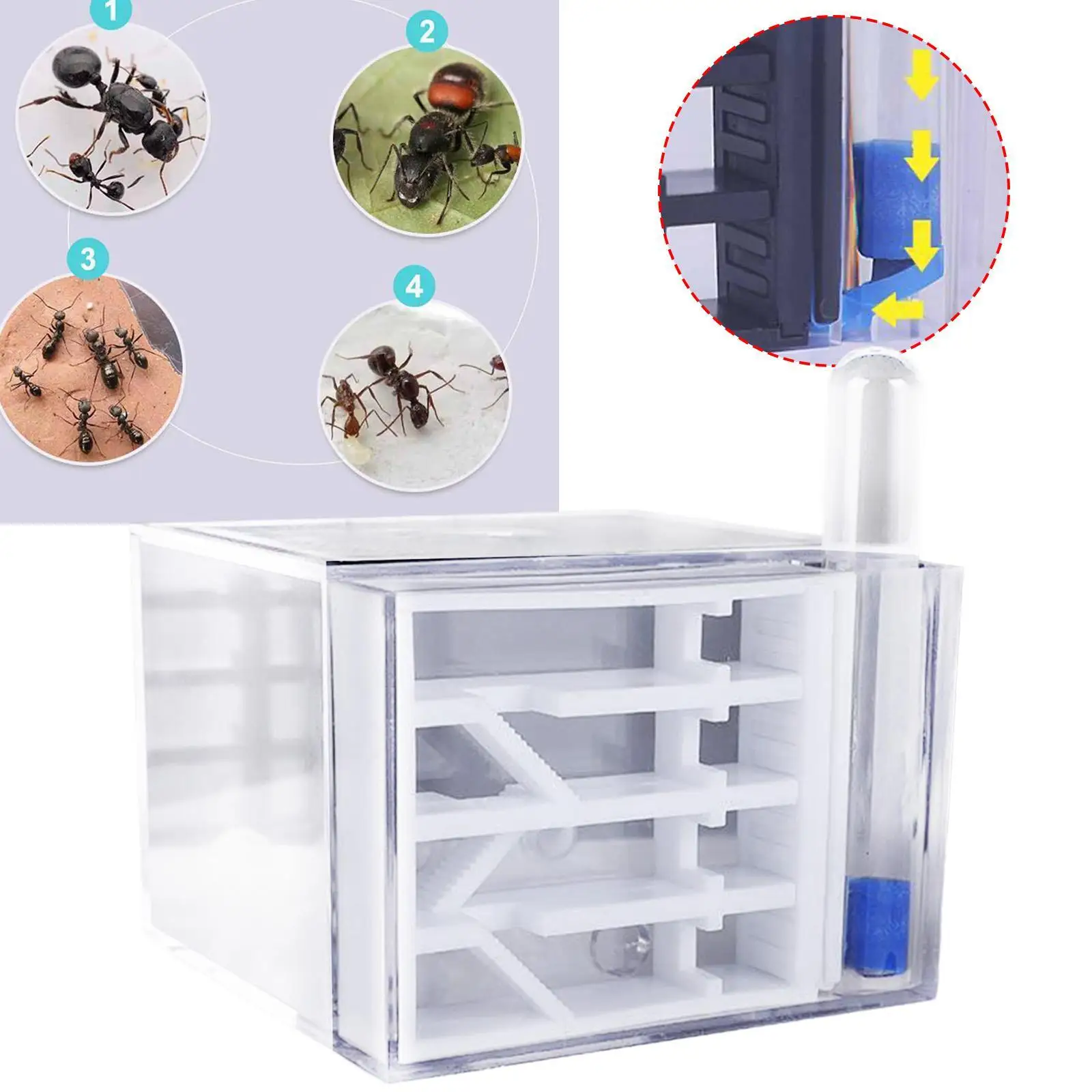 ANT Farm DIY Supplies Funny Toys Study ANT Habitat ANT Nest for Childrens Day Gift Decoration Tabletop Science Observation ANT Farm DIY Supplies Funny Toys Study ANT Habitat ANT Nest for Childrens Day Gift Decoration Tabletop Science Observation
