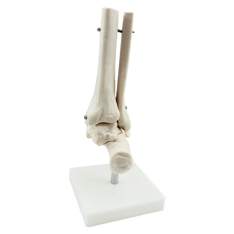 Human foot and foot joint model Orthopedic medical teaching demonstration Human skeleton model Skeleton six joint