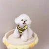 [Popular Chioce] Small Dog Harness and Leash Step in No Chock No Pull Soft Mesh Bee Heart Wing Cute Design With Secure Zinc Allo 5