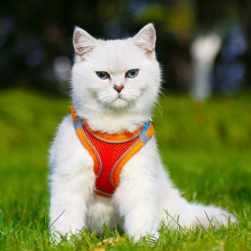 고양이 및 개 가슴 등 가죽 끈, 애완 동물 산책 가죽 끈, 컬러 가슴 스트랩, 고양이 조끼 유형 가죽 끈 세트, 애완 동물 용..