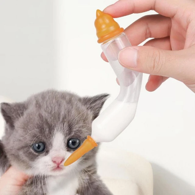 How To Syringe Feed A Cat