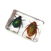 29 New Hot Selling Real Insect Resin Specimen Stag Beetle Locust Crab Scarab Bee Spider Teaching Collection Children's Cognition 5