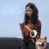 Automatic Retractable Dog Leash for Medium and Large Dogs Small Dog Leash Fluorescent Dog Leash At Night 2