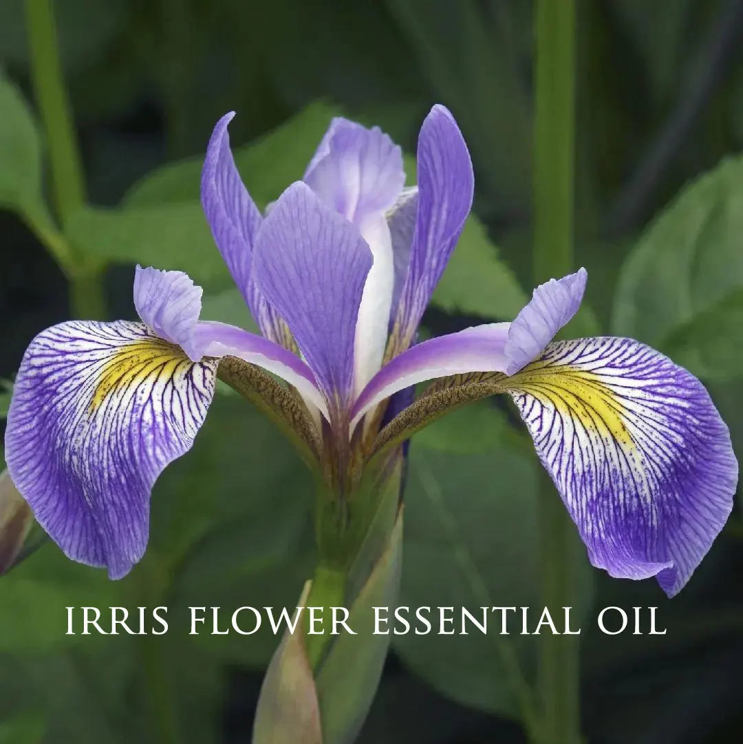 Pure Iris (Orris) Flower Essential Oil Natural Aromatherapy Essential Oil Humidifier Relaxing Massage Oil chao fan easy flowers coloring book a large print coloring book featuring fun easy and relaxing flower designs 32 pages