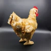 Hen High Fidelity Anime Cute Rooster Plushie Cock Plush Toys Lifelike Animals Simulation Stuffed Doll Toy Gifts For Kids 4