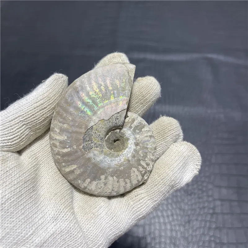 

157 г естественный Радужный аммонит Ammolite Facet образец минерального камня раковины
