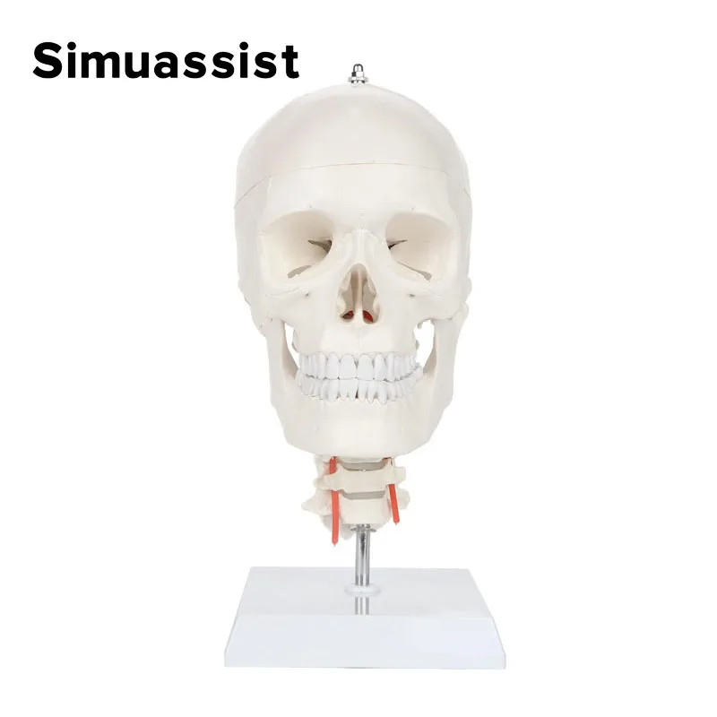 

1:1 Skull Model with Flexible Neck Realistic Life Size Plastic Skull on a Flexible Cervical Spine Model