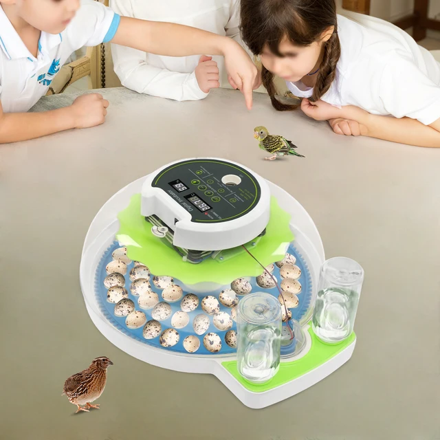For 60 Quail Eggs Green +Blue Round ABS Quail Egg Incubator Poultry Quail Incubator with LED Screen