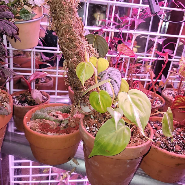 Támogassa A Mászó Növényeket Bot Pólusának Fokozza Vizet És Tápanyagok Felszívódását Beltéri/Kerti Növények Számára - Image 6