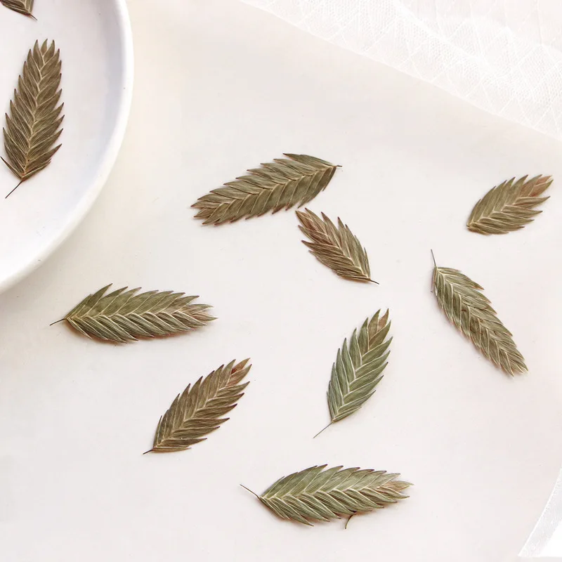 

24pcs/3-4cm,Dried leaves Herbarium,nature pressed flower DIY Bookmark card Photo Frames Leaf Paintings drip glue plant Materials