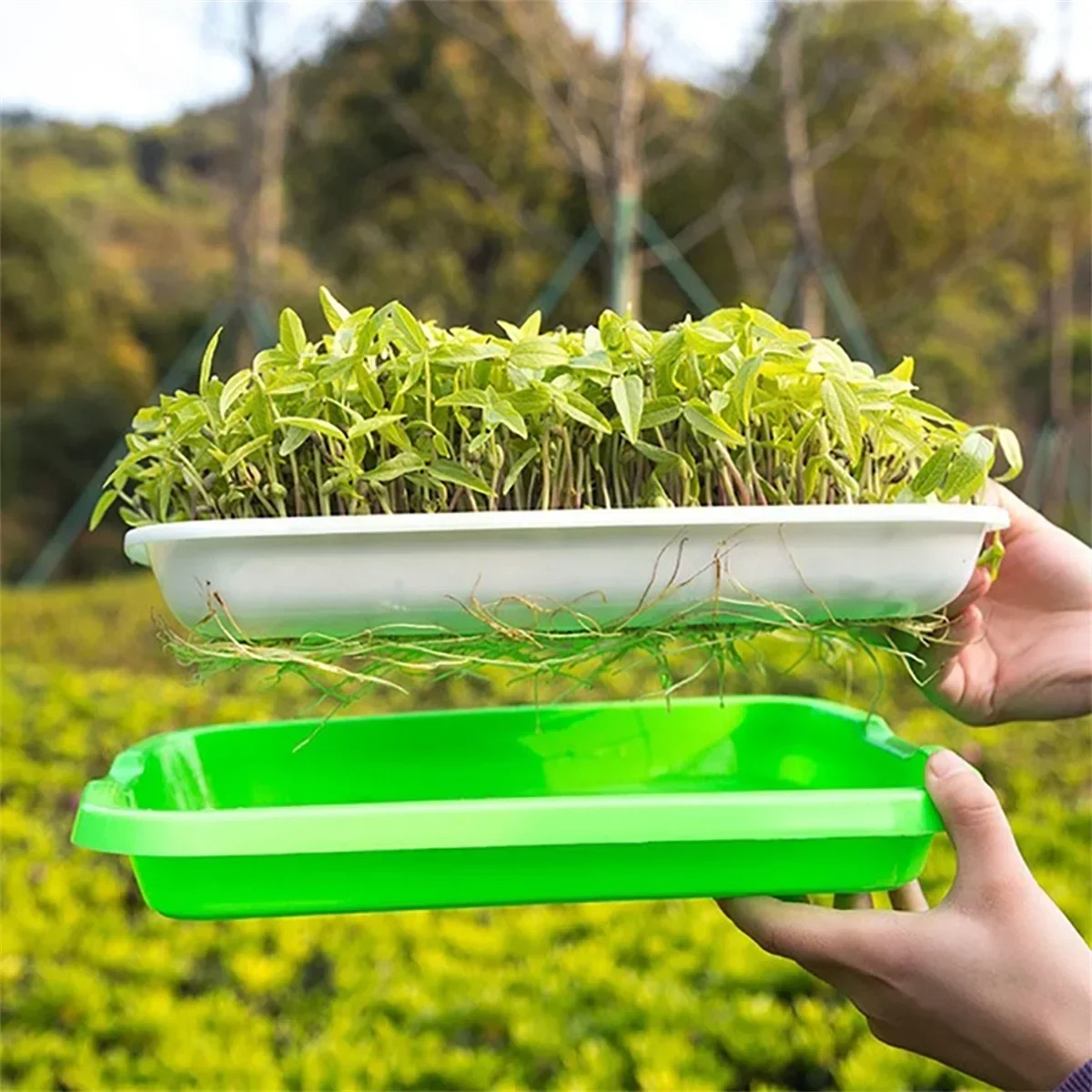 1PC Seed Sprouter Tray Wheatgrass Sprouting Pot Planter Soilless Bean Culture Hydroponic Nursery Plate Cat Grass Bonsai Seeds seed starter tray,seedling tray