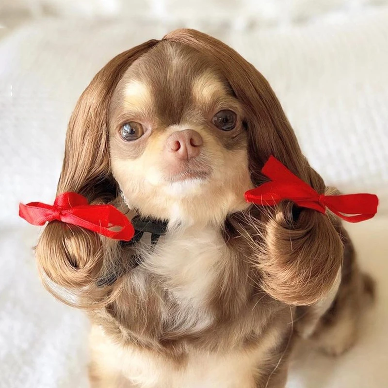 wigs for dogs