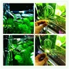 Aquarium Glass Poppy Inflow Outflow Pipe 1 Set For Planted Fish Tank 12/16mm 16/22mm Canister Filter Surface Skimmer Filter Tube 6
