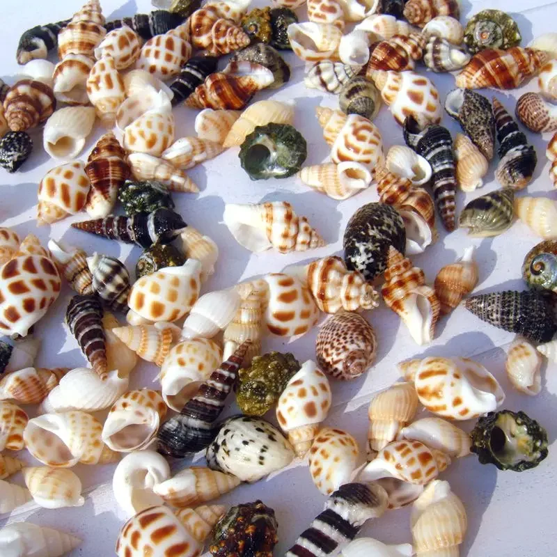 Resin Starfish Ornaments Natural Shell Ornaments 250g Shell Union Conch Alliance Colorful Diy Small White Shells Starfish Sea Things Damaged Handicraft Making
