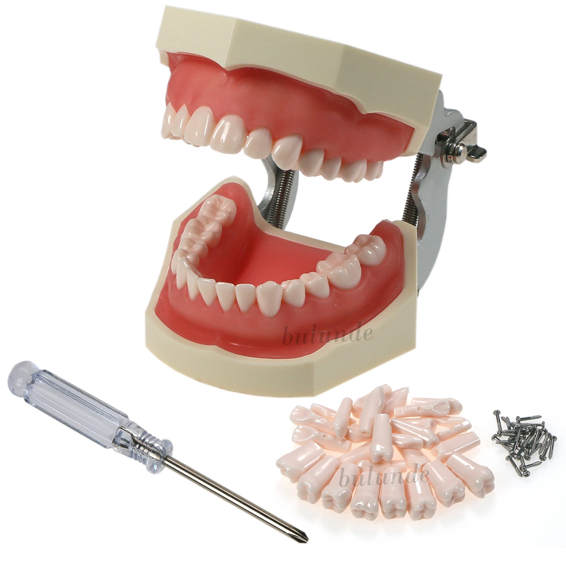 Dental Typodont Teeth Model Fit Kilgore NISSIN 200 Type 28Pcs Removeable Tooth dental model teeth model gum teeth teaching model standard dental typodont model demonstration with removable tooth 200h