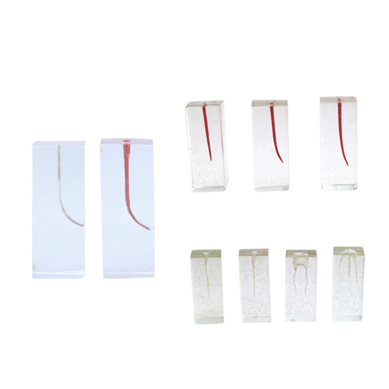 

Seven Type Choices Dental Cannal Model Dental Model Dental Supplies Dental Materials