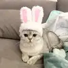 Cat Decorative Pet Products New Warm Cat Head Cover  Plush Cat Lamb Clothes Accessories Hat Rabbit Hat Pet Ear C2V9 4