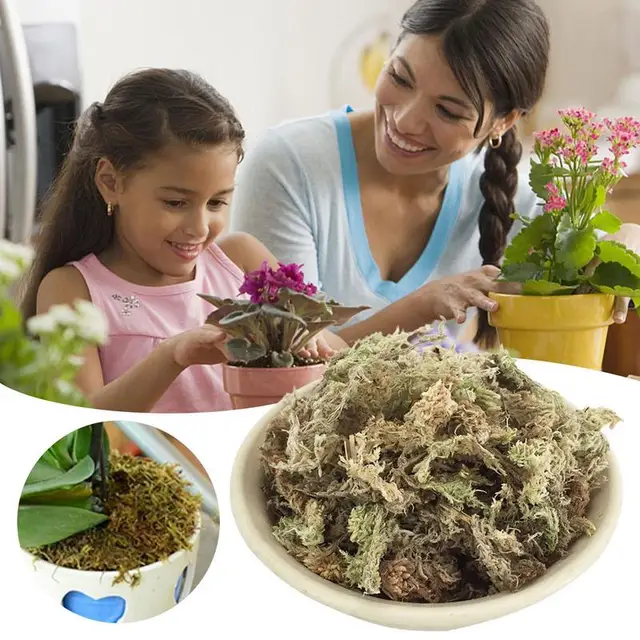 A Sphagnum Moha Kert Hidratáló Táplálék Szerves Műtrágya Phalaenopsis Orchidea Spagnum - Image 5