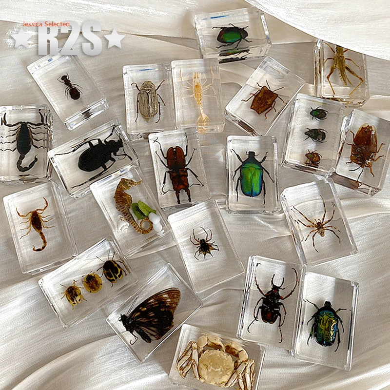 Insect in Resin Specimen Bugs Collection Paperweights Arachnid Resin Spec decoration home accessories random bugs beetles insect specimens