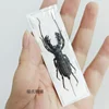 Real Beetle Blue Alien Scorpion Specimen Tarantula Giant Rainforest Insects Steam Beetle Collection Photography Home Decor 5