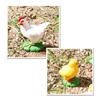4Pcs Chick Life Cycle Model,Realistic Animal Life Growth Cycle Biological Model Kid Educational Figures Toys 3