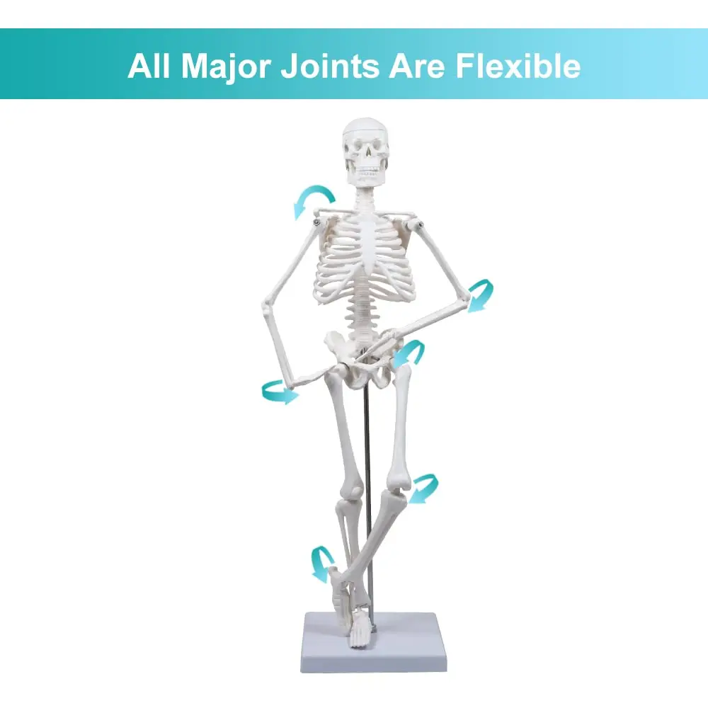 45CM Human Skeleton Model Anatomical Anatomy human Flexible Medical anatomical boneco toy in medical science supplies anatomical models