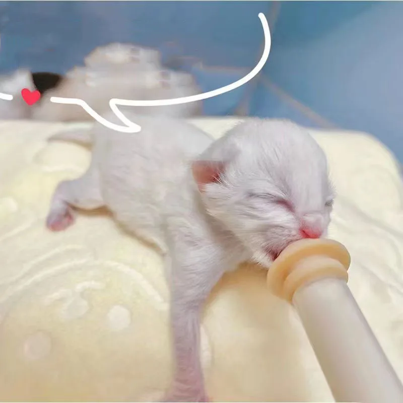 Newborn Pet Feeding Nipple Dog Cat Feeding Pacifier Hamster Rabbits Kittens Puppies Bottle Syringe with Silicone Nipple
