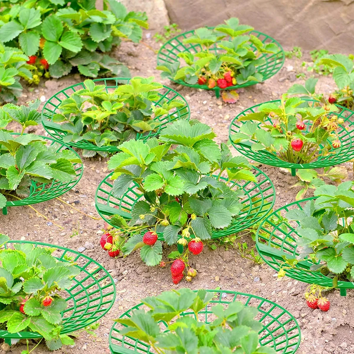 5/10Pcs Strawberry Plant Supports with 3 Sturdy Legs Strawberry Growing Racks Protector Frame Holder Cage From Mold Rot Dirt