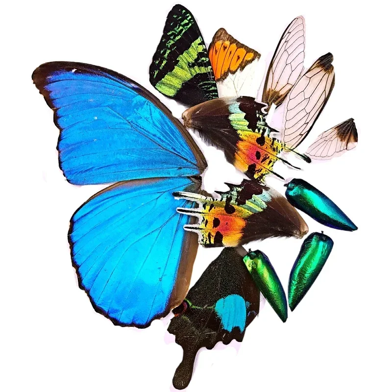 Butterfly Specimen with Blue Flash Butterfly Wings of Real Butterflies Ideal for Handmade Diy Taxidermy Practiceb 5