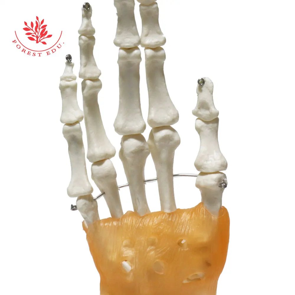 Human Hand Joint Model FRT031 Include Ligaments and Base 1:1 Life Size Patient Education Medical Science