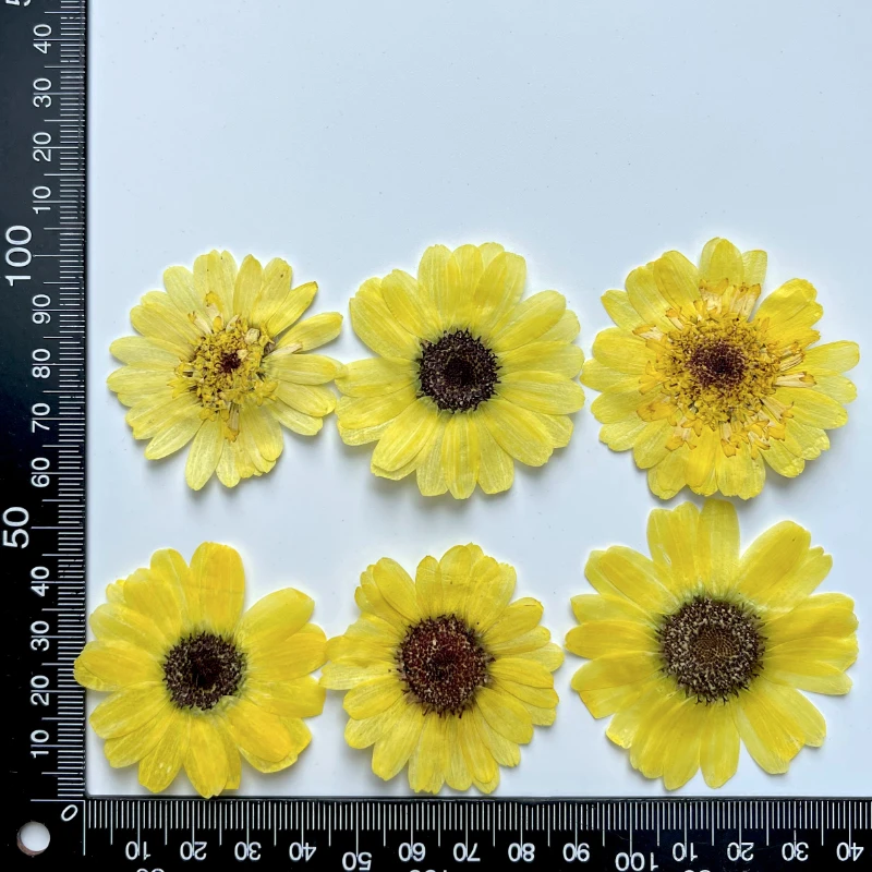 Mini Fleurs De Tournesol Séchées Et Pressées - Pour Résine, Bijoux, Savon, Scrapbooking - Lot De 12 Ou 24 Pièces
