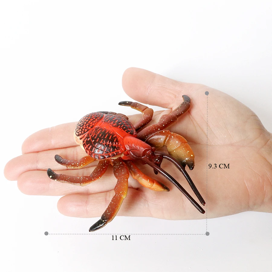 Realistische Ozean Tiere Einsiedlerkrebs Kokosnuss Krabbe Fiddler Krabbe Meer Leben Modell Action-figuren Meerestiere Spielzeug Für Home Decorati – Detail 4