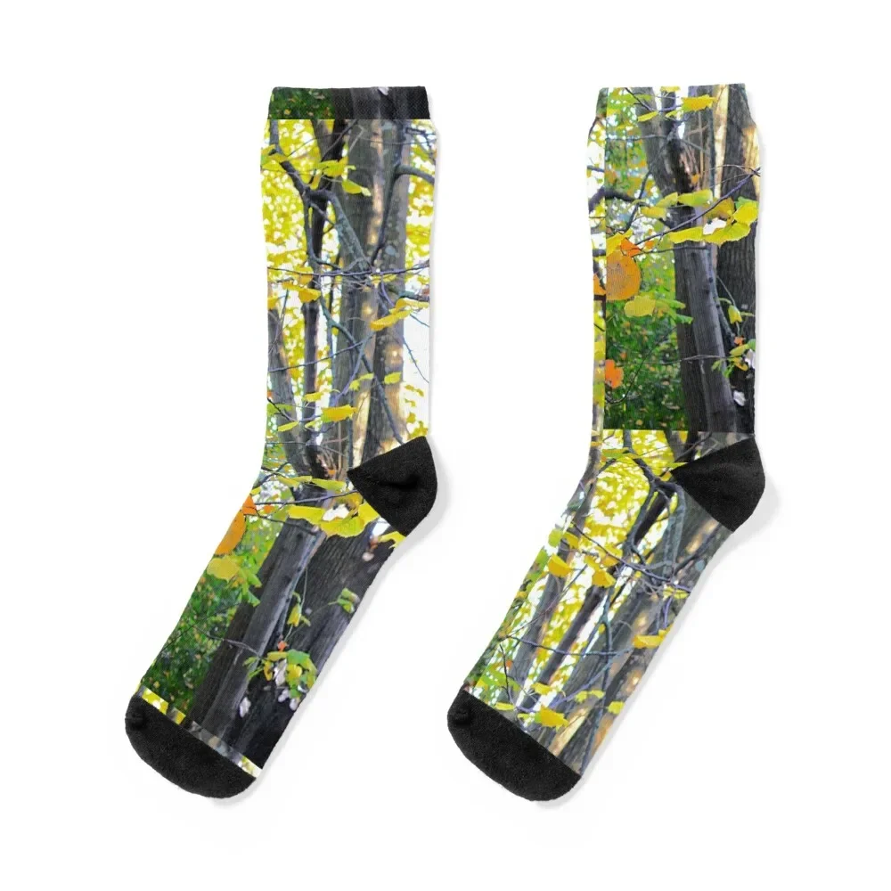 

autumn at gulbenkian museum Socks Rugby christmas gifts short Luxury Woman Socks Men's