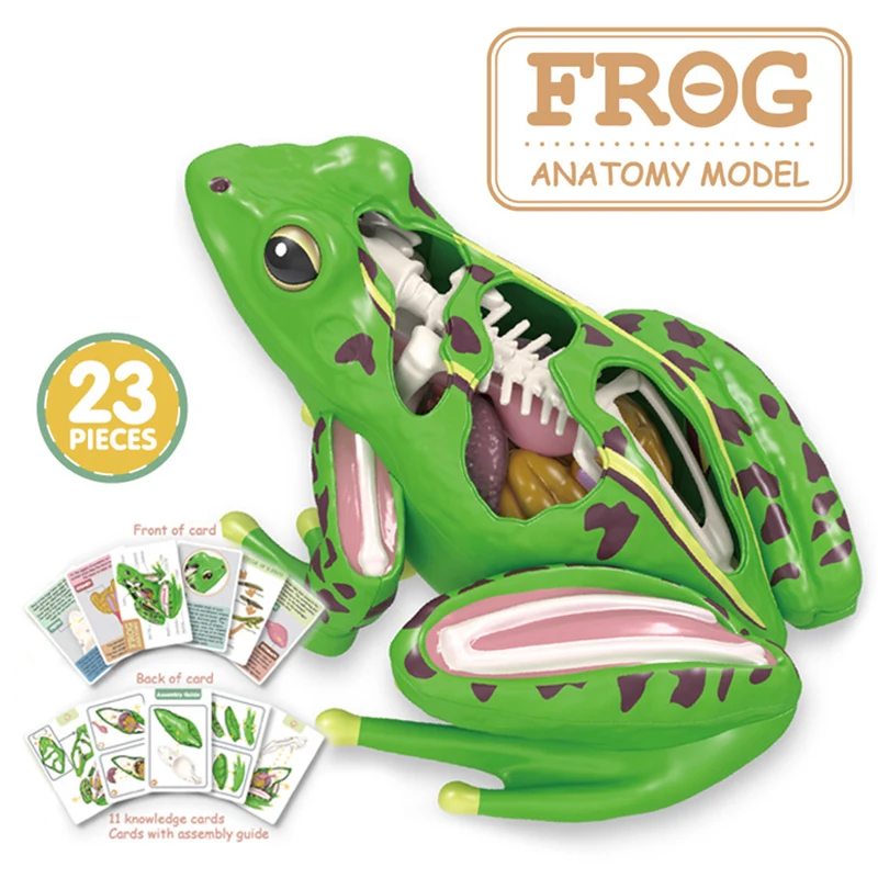 4D Vision Frog Anatomy Model, 23 Part Puzzle Of Frog