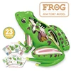 4D Frog Anatomy Model Montessori Toys Detachable Frog Organs STEM Biology Education Teaching Aid Early Learning Toy for Children 1