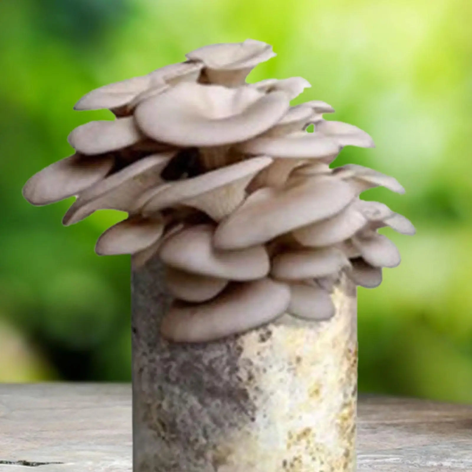 Baluue 200sheets Qualitative Filter Paper Discs For Labs Speed For Oil Testing And Mushroom Cultivation Premium Pulp Material