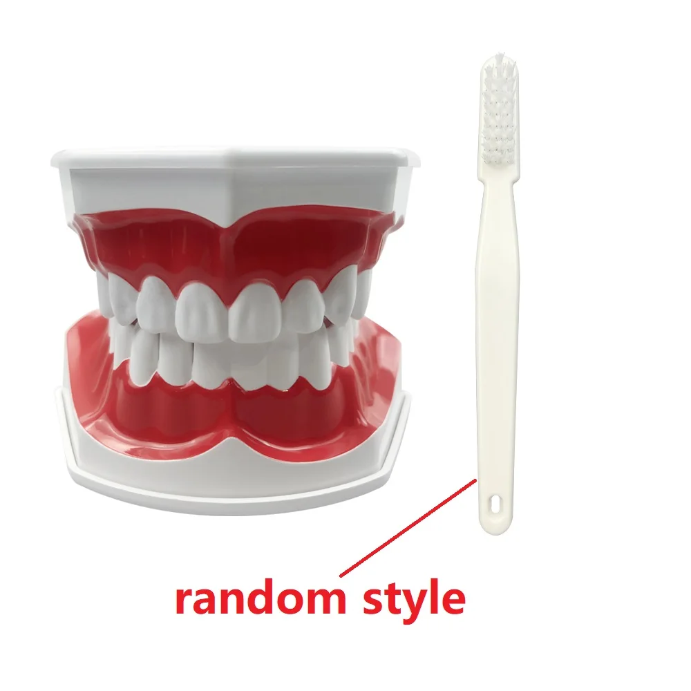 Dental Brushing Technique Demonstration Model with Tools - Oral Education Supplies
