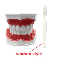 Dental Brushing Technique Demonstration Model with Tools - Oral Education Supplies (MX - 044)