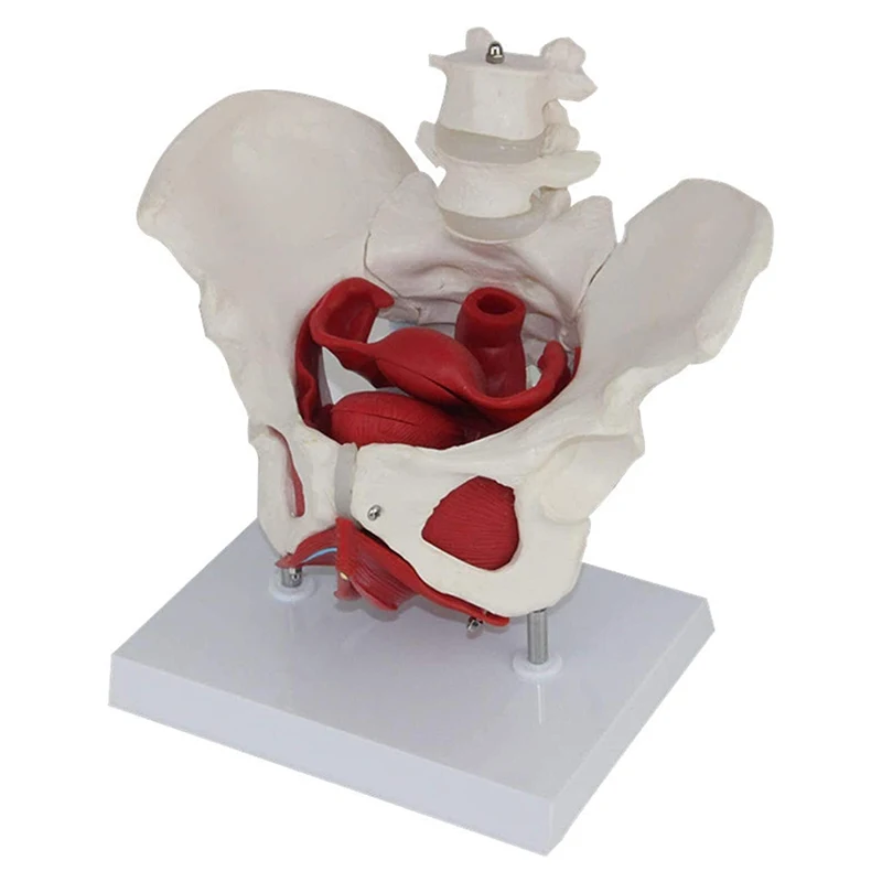 Female Pelvis Vessels Muscles Nerves Anatomy Model Medical Science Teaching Resources