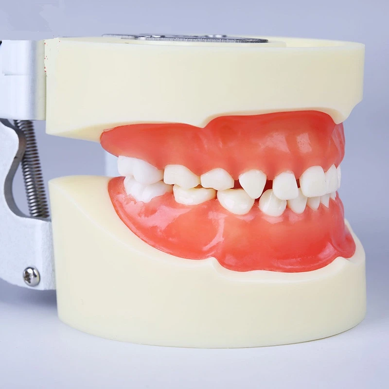 소아 연습 표준 어린이 치아 모델 연습 모델, M7014 치과 연구 어린이 치아 모델, 부드러운 잇몸