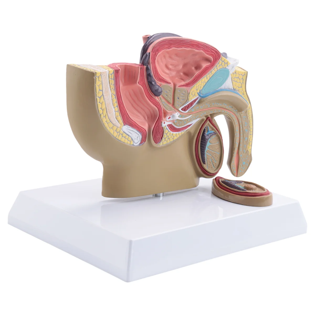 L69A 1:2 남성 골반 시상 단면 고환 전립선 방광 직장 비뇨기 시스템 모델