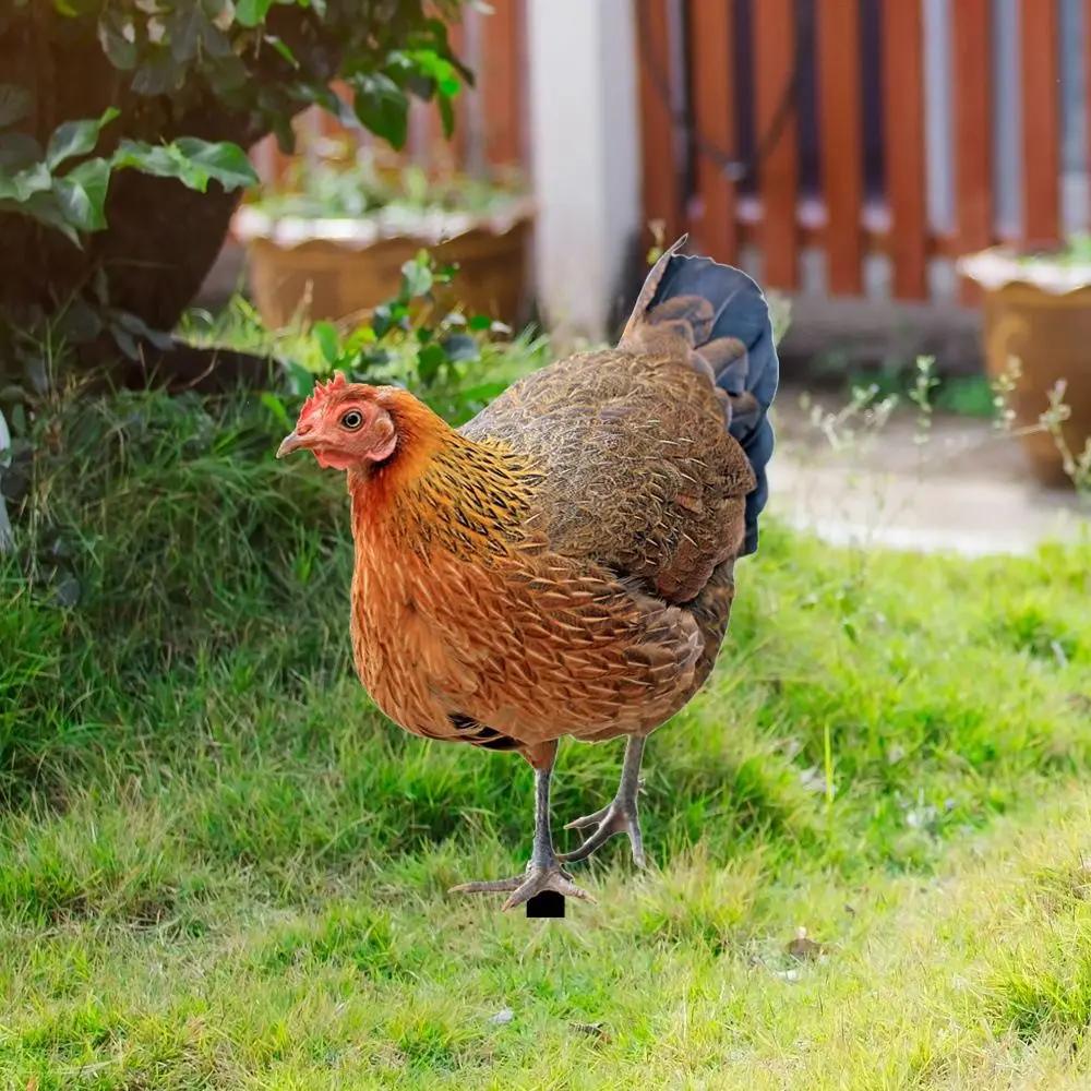 Description Picture 2 of itemCreative 3D Garden Chicken Stake DIY Yard Art Acrylic Chicken Ornament Reliable Animals Sculpture Garden