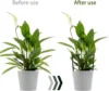 2/6Pcs Plant Support Pile Stand Semicircle Frame Fixed Rod Holder Gardening Arrangement Flower Vine Climbing Bracket Bonsai Tool 4