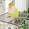 1pc Versatile Stainless Steel Parrot Perch Toy Durable & Washable Bird Resting Stand Platform for Pet Bird Parrot Cages Supplies 2