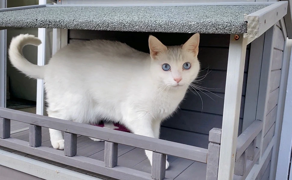 cat house