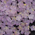 03 Purple