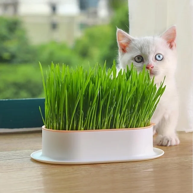 Cat Snack Cat Mint Planting Hydroponic Box Cat Grass Pot Color Contrast Hydroponic Cat Grass Box Set Catgrass Planting Bowl 2
